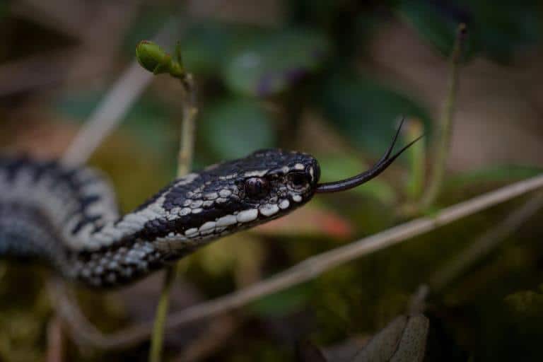 Morsure-de-serpent Morsure de serpent